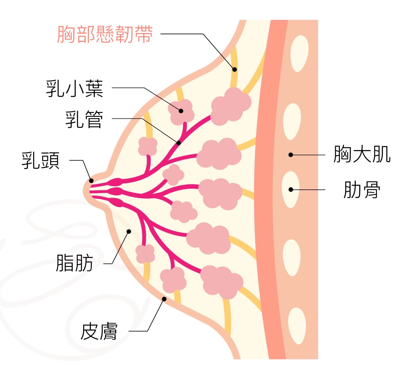 胸部下垂鬆弛成因圖示