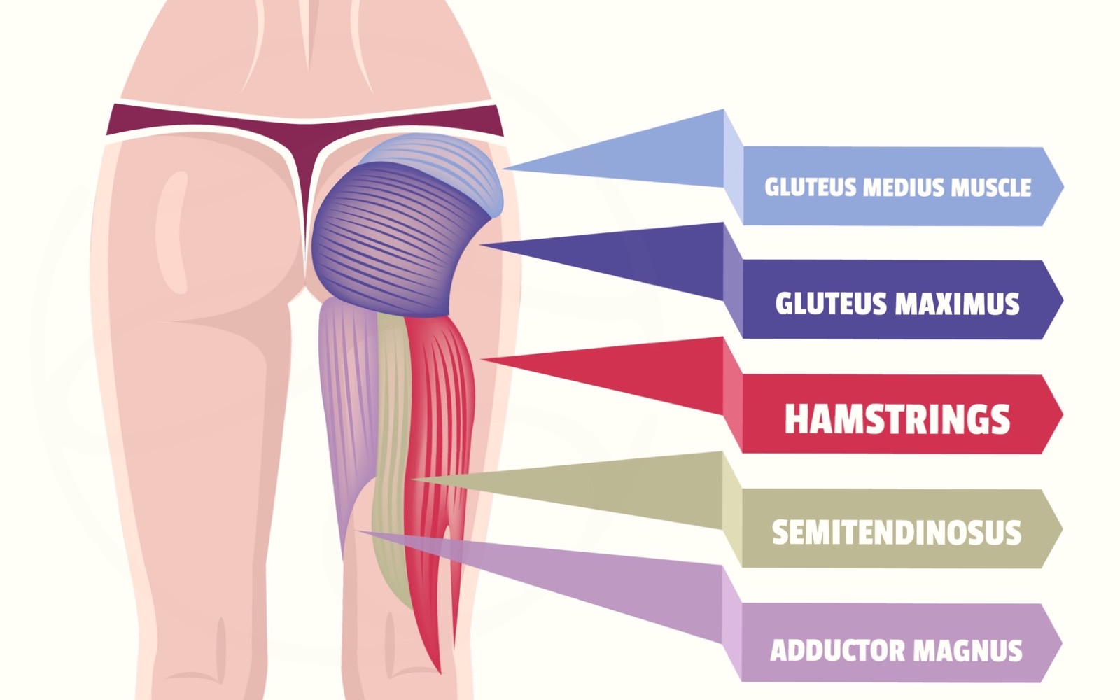 翹臀必練肌肉群-臀大肌、臀中肌及大腿內收大肌